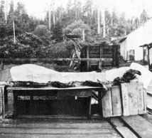 Carcassa, alcuni dicono di un Cadborosaurus, trovata nello stomaco di un capodoglio nelle Queen Charlotte Islands e fotografata nell'Ottobre del 1937