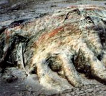 Nel 1997 venne ritrovata la massa conosciuta come Four Mile Globster, sulla spiaggia di Four Mile in tasmania. era lunga 4.6 metri e larga quasi due metri
