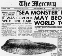 Il Globster della Tasmania. Foto a corredo di un articolo apparso sull'edizione del 9 Marzo 1962 del quotidiano The Mercury