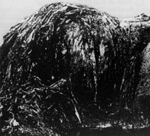 Una rarissima foto del globster della Nuova Zelanda (New Zeland Globster), scattata nel 1968 sulla spiaggia di Muriwai, sulla North Island