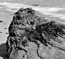 Il 6 settembre 1996, su una spiaggia della città di Manteo, in North Carolina, venne rinvenuta una carcassa molto interessante
