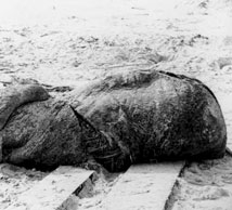 1896, Il mostro di St. Augustine: si tratta di un globster, il primo che sia stato ufficialmente documentato e, probabilmente, il più dibattuto