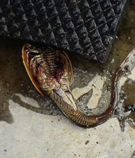 2007, 14 Novembre - Il Pesce Preistorico di Celjabinsk
