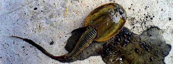 2007, 14 Novembre - Il Pesce Preistorico di Celjabinsk