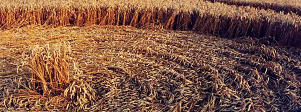 Il Crop Circle di Oliver's Castle