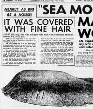 Il Globster della Tasmania. Foto a corredo di un articolo apparso sull'edizione del 9 Marzo 1962 del quotidiano The Mercury