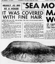 Il Globster della Tasmania. Foto a corredo di un articolo apparso sull'edizione del 9 Marzo 1962 del quotidiano The Mercury