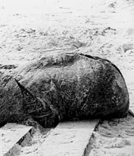 1986, 30 Novembre - Il Mostro di St. Augustine