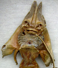 Un Jenny Haniver realizzato da M.Violante