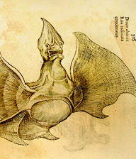 Il Jenny Haniver