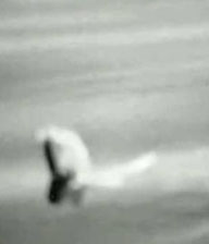 Foto scattata da William Gibbsons sul lago Tele: dovrebbe mostrare il Mokele Mbembe