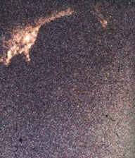Foto subacquea scattata da Robert Rines che dovrebbe mostrare il collo di Nessie