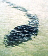 Foto scattata il 12 dicembre 1964 dal fotografo francese Robert Le Serrec nella baia di Stonehaven (Hook Island, Queensland, Australia) 