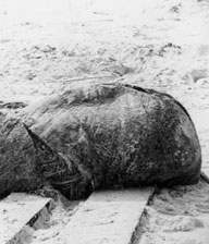 Il mostro di St. Augustine fotografato nel 1896