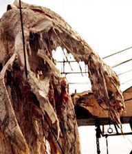 La carcassa recuperata dal peschereccio giapponese Zuiyo Maru al largo della Nuova Zelanda